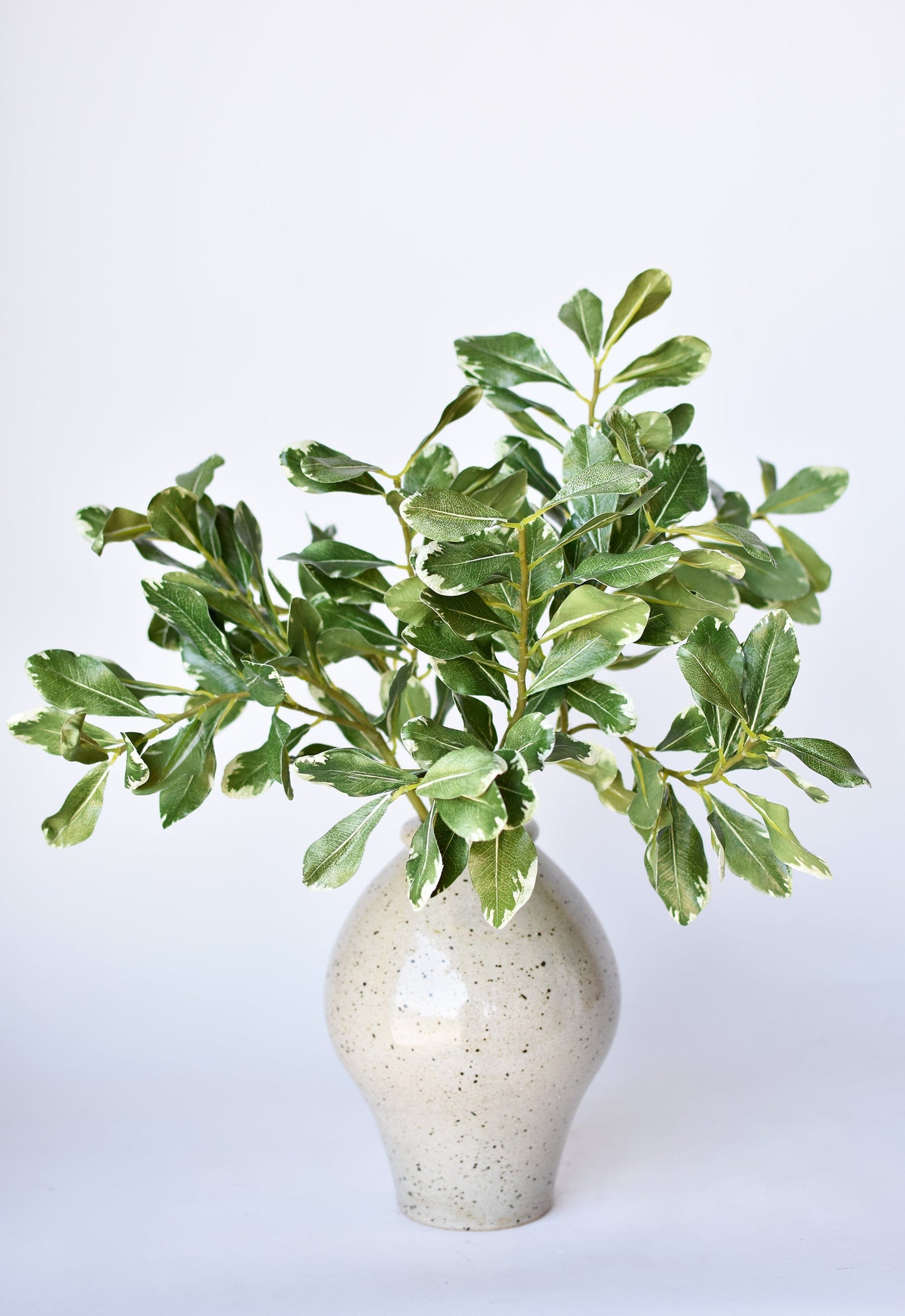 21.5" Faux Real Touch Variegated Green Pittosporum Spray Stem