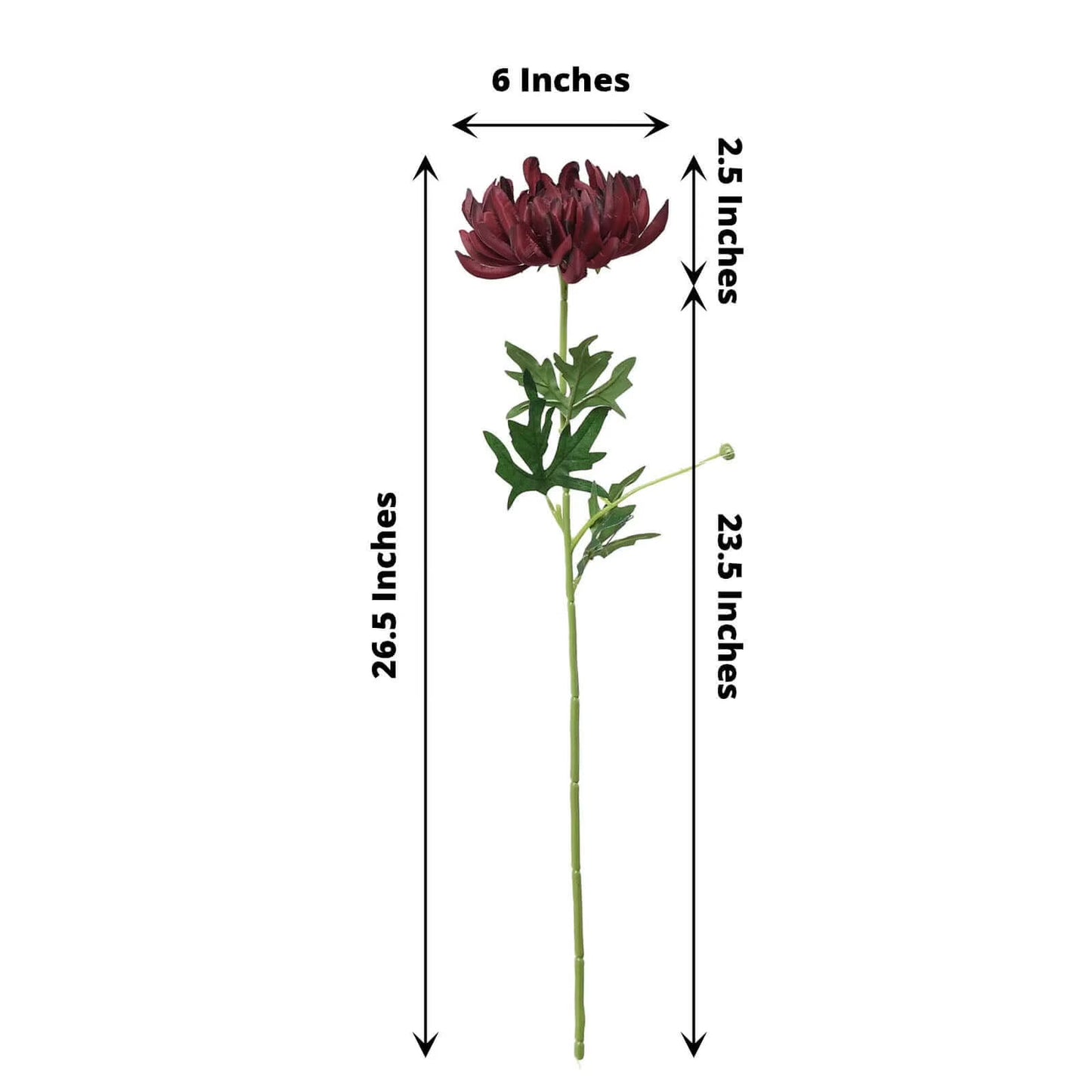 Measurement chart of a single burgundy chrysanthemum flower with dimensions labeled on a white background