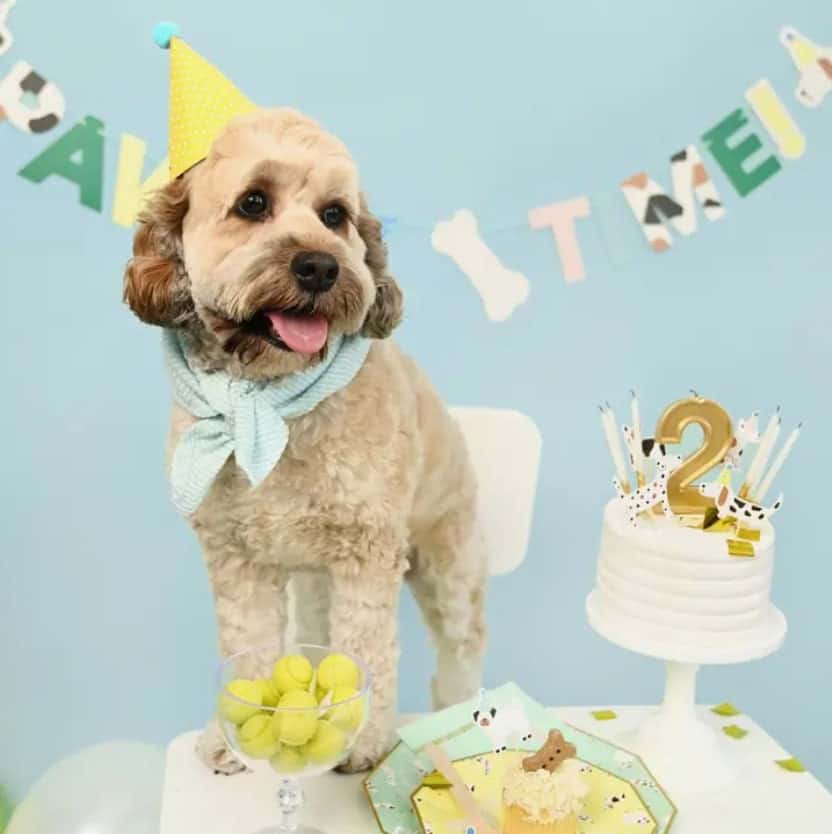 Puppy Dog Party Supplies for a birthday or pet adoption party