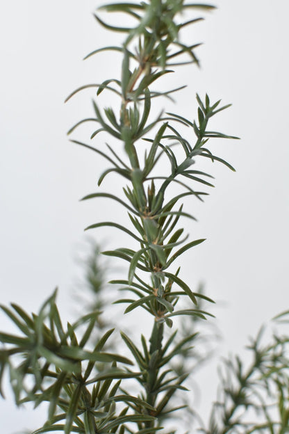 24" Faux Rosemary Bush