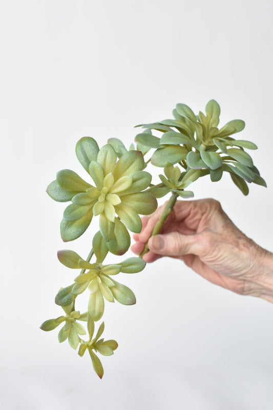 11.5" Faux Trailing Soft Aeonium Spray Stem