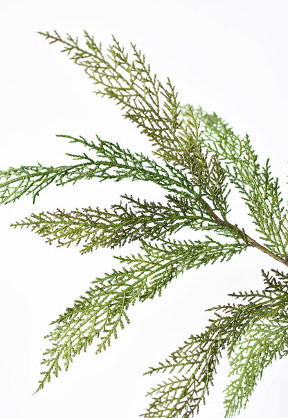 Green tree pine bows  on a white background