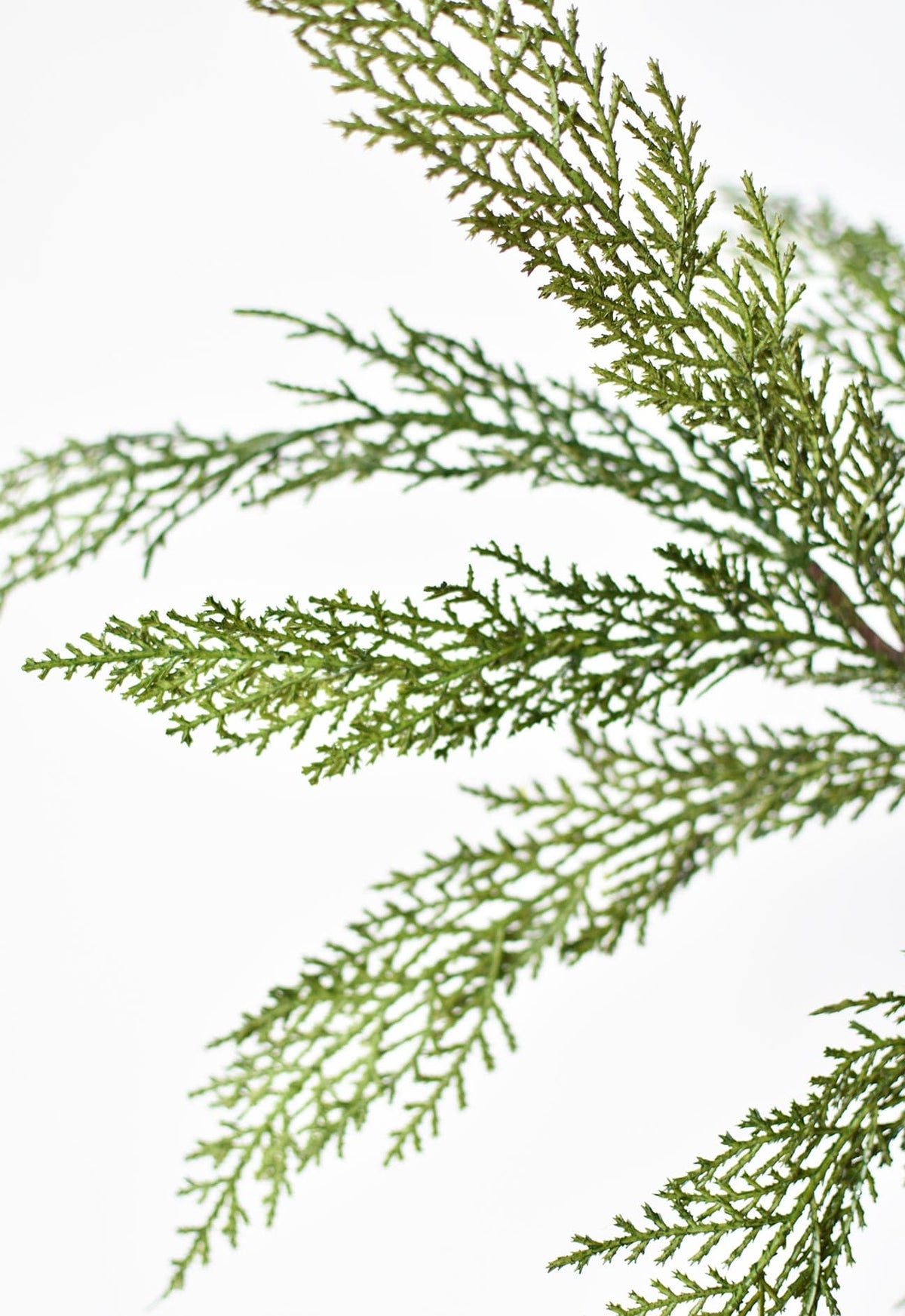 Close-up of green pine bows  branches on a white background