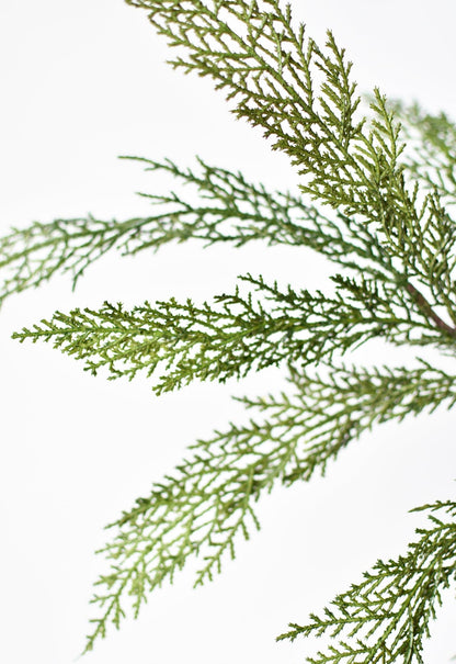 Close-up of green pine bows  branches on a white background