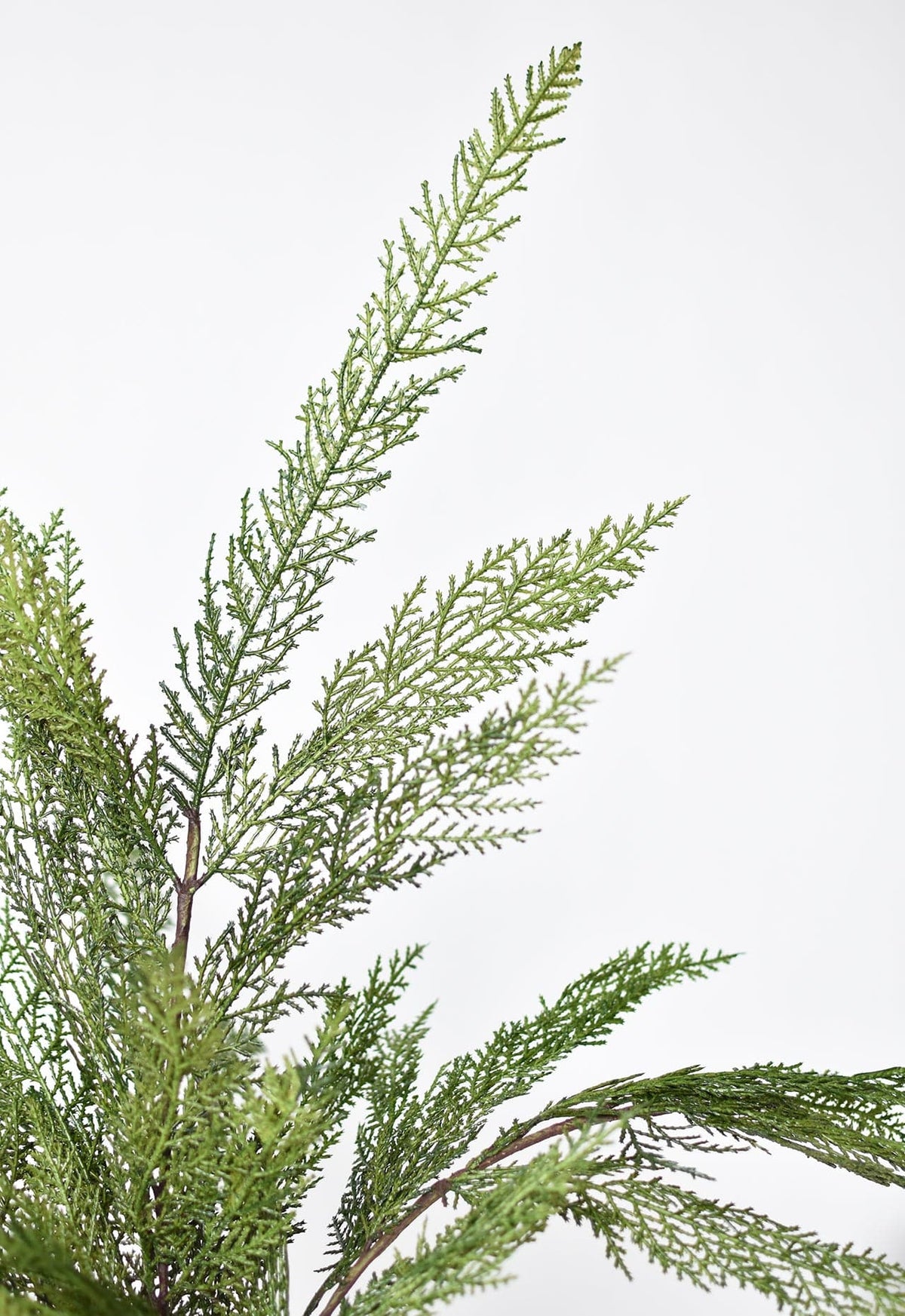 Close-up of green artificial pine bows branches on a white background
