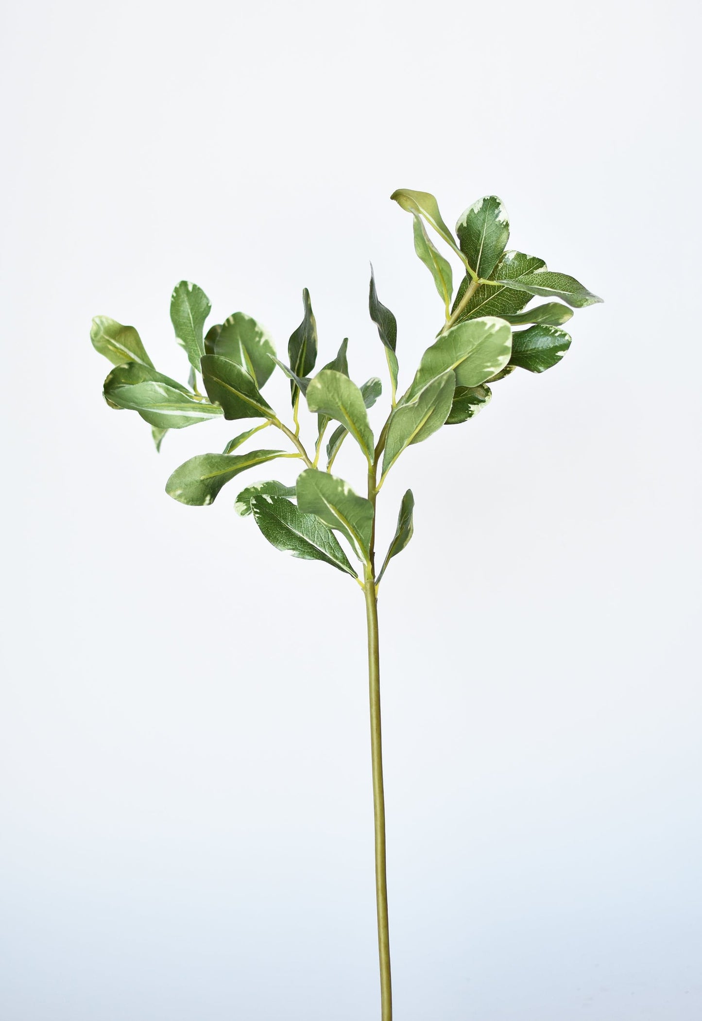 21.5" Faux Real Touch Variegated Green Pittosporum Spray Stem