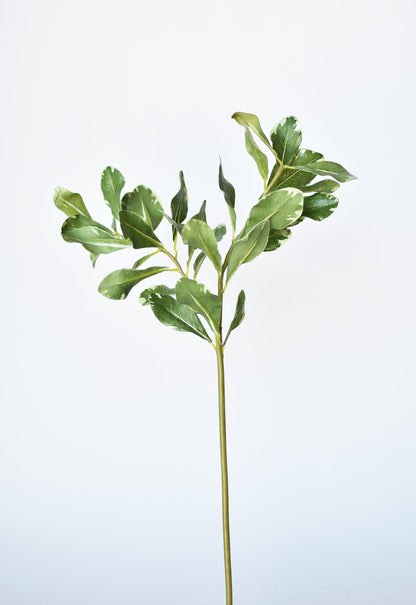 21.5" Faux Real Touch Variegated Green Pittosporum Spray Stem