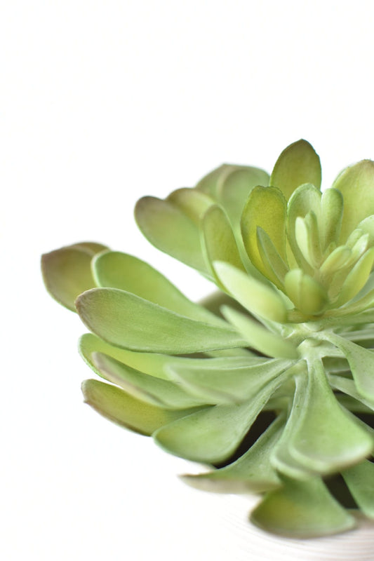 6" Faux Soft Aeonium Succulent Pick